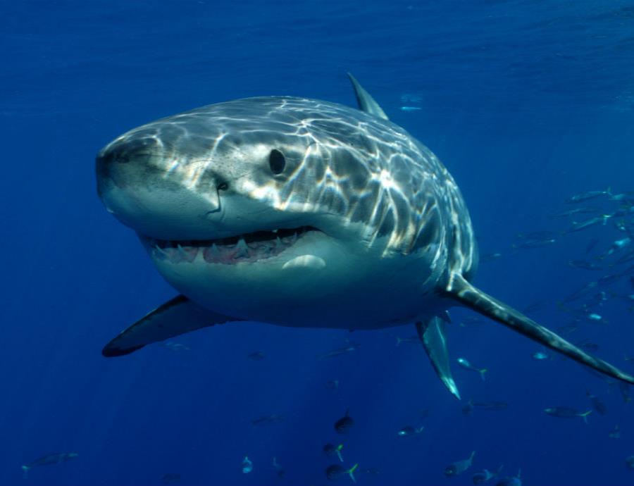 Programa de Observacion de Tiburones