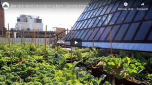 Rooftop Farm