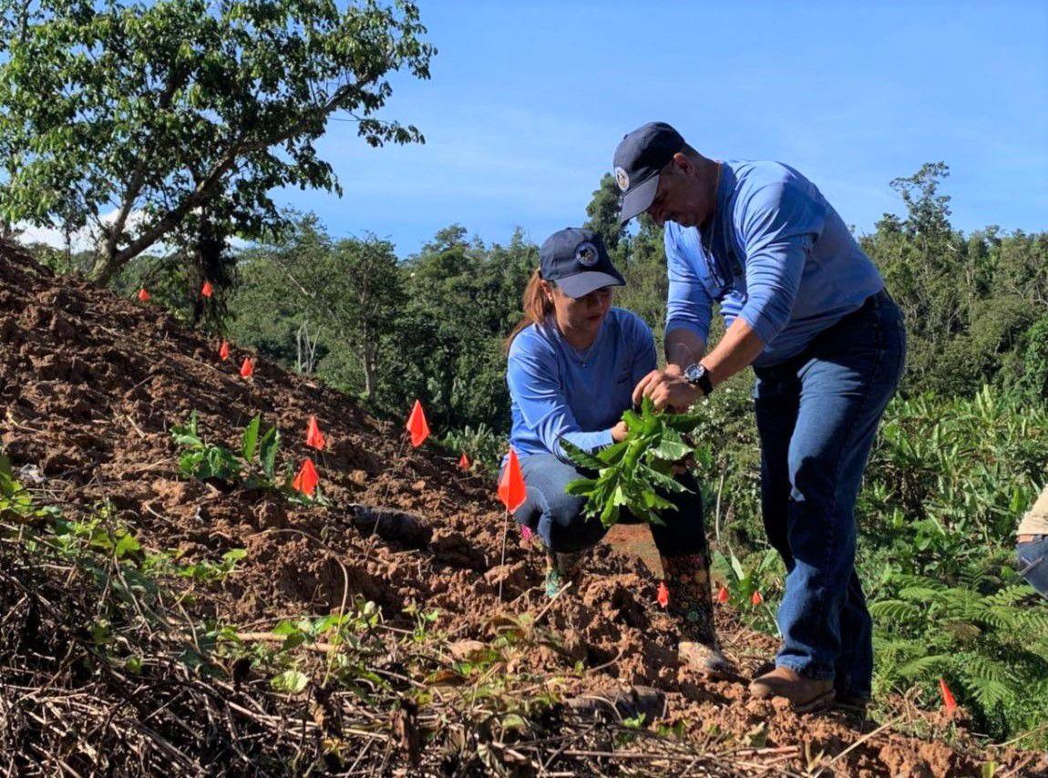 arboles de cafe en haciendas de Adjuntas