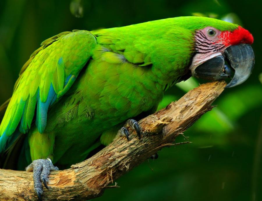 guacamaya verde