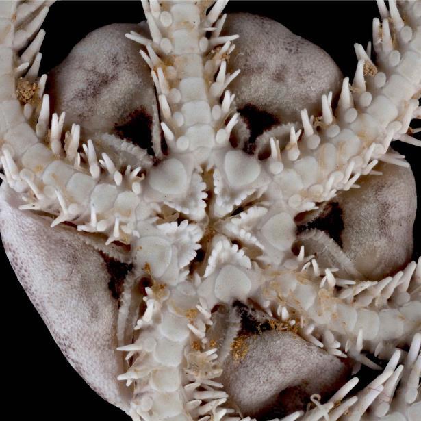 Nueva Especie De Equinodermo