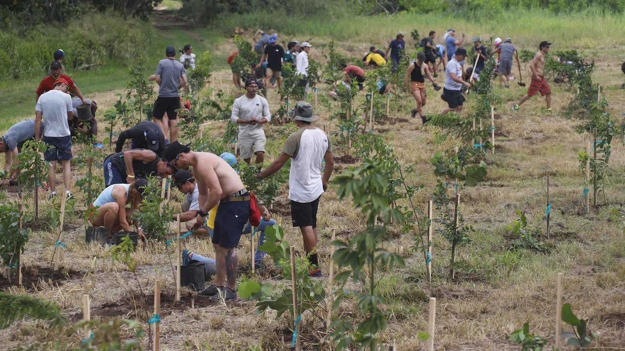 Programa De Reforestacion Habitat Puerto Rico