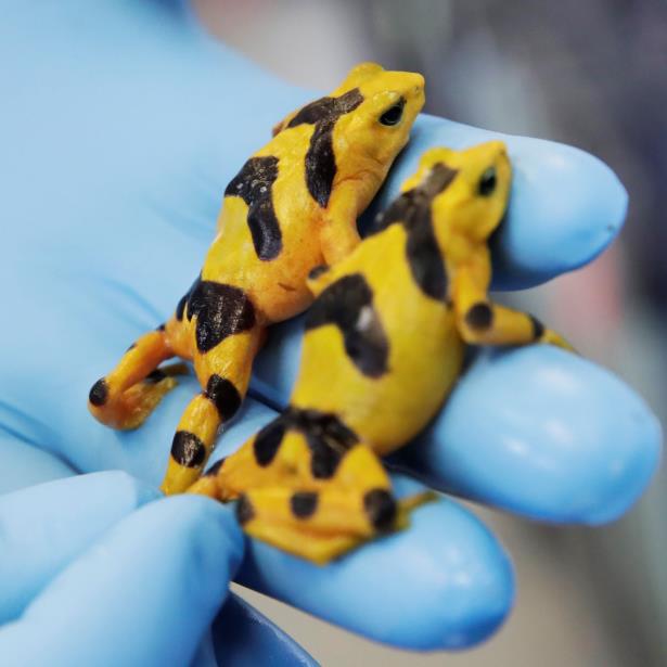 rana dorada en Panama