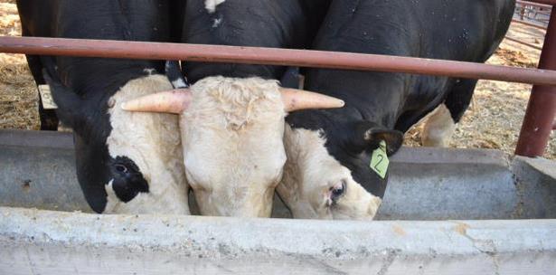 Manipulacion De Genes Terneros Sin Cuernos