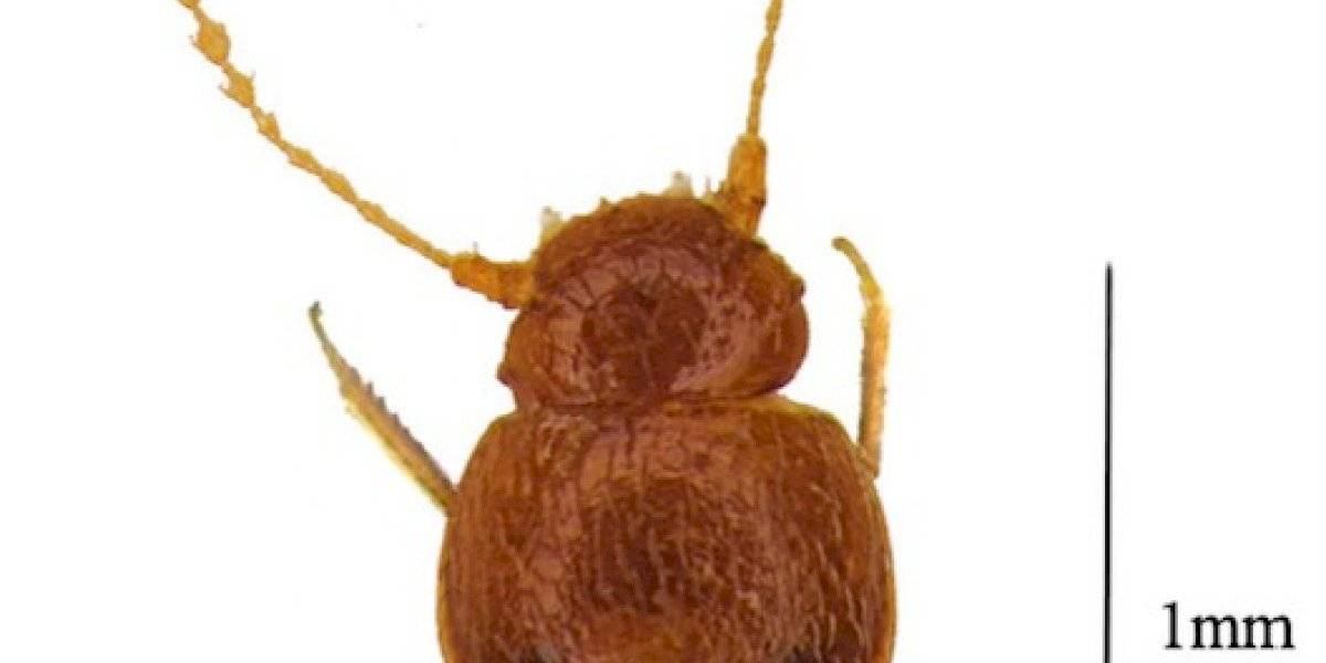 Escarabajo Nelloptodes Gretae Greta Thunberg