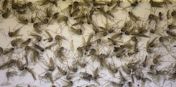 Mosquito Culex