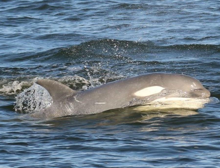 Orca Gris Tluk Ballena Asesina De Tono Grisaceo