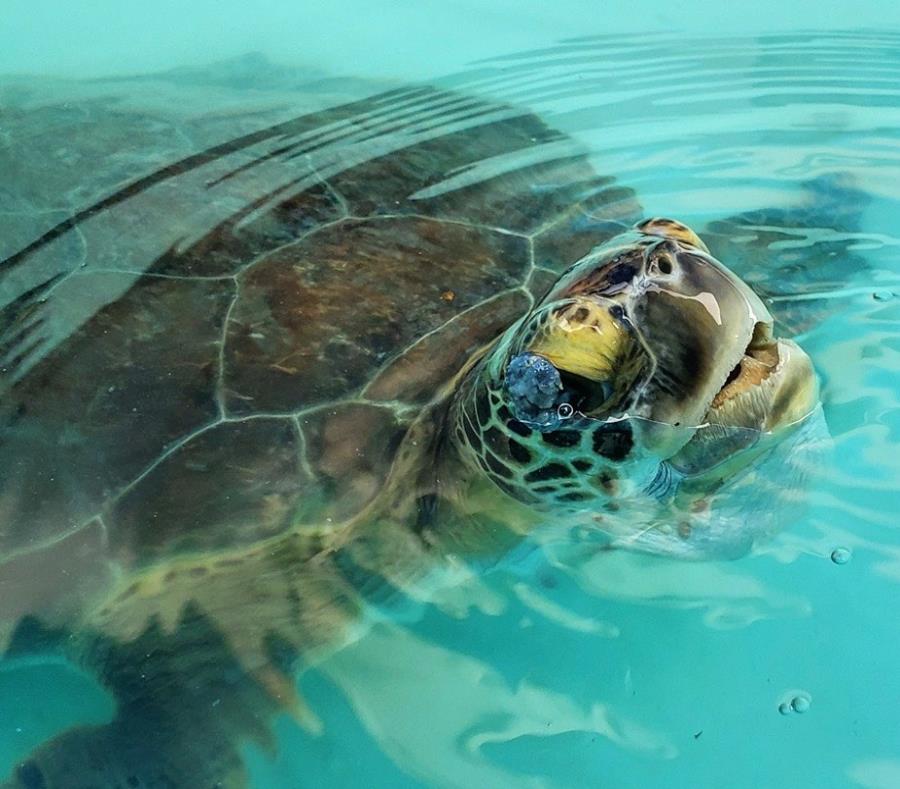 Tortuga Verde Especie Protegida