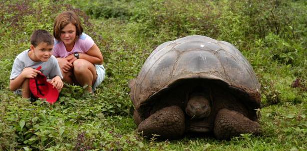 Tortugas Gigantes Galapagos