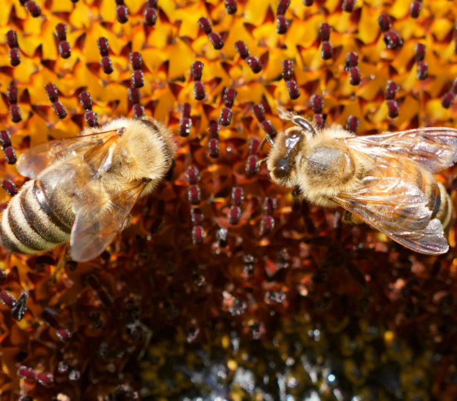 Abeja