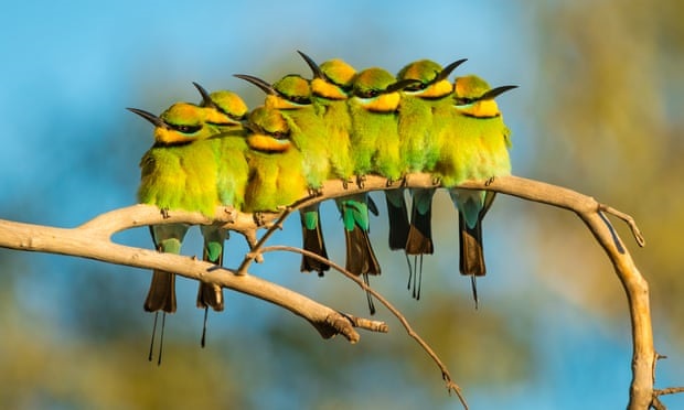 Aves Nativas De Australia
