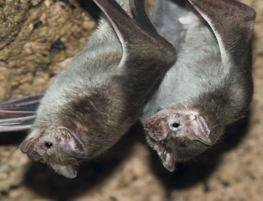 Murcielagos Vampiro
