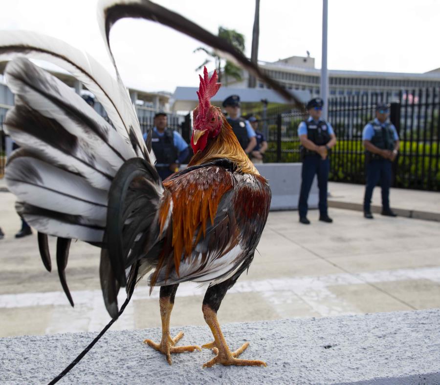 Prohibicion De Las Peleas De Gallo
