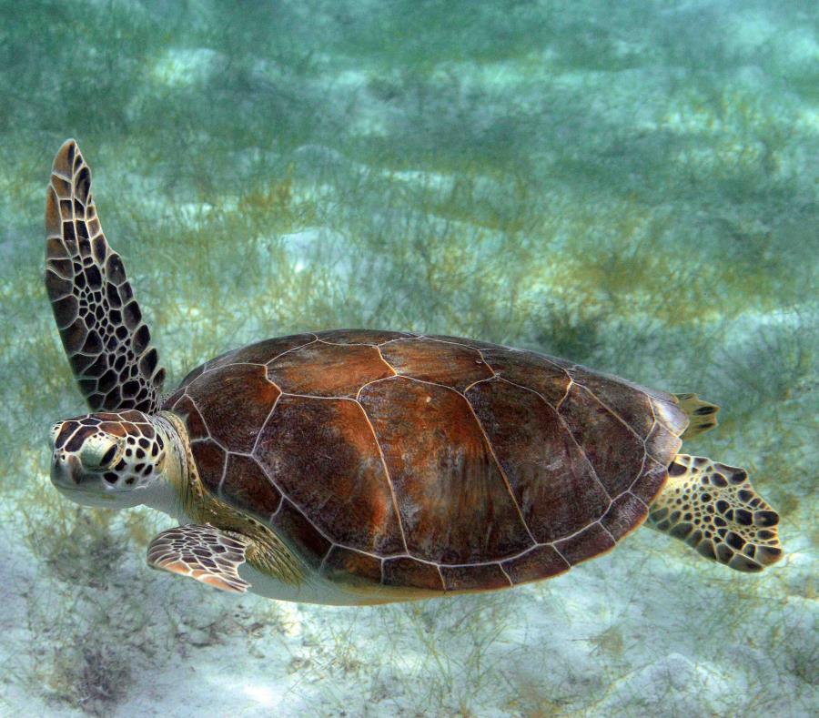 Tortuga Marina