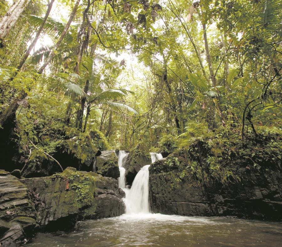 Bosque Nacional El Yunque