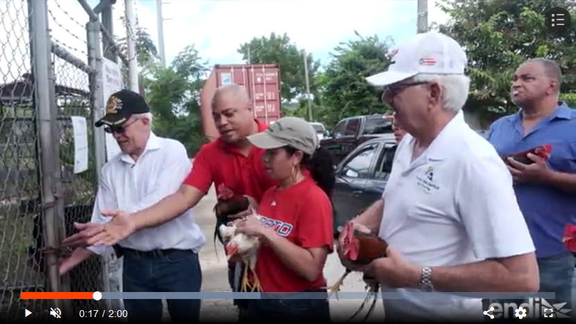 Galleros Veteranos De Guerra Se Manifiestan En Contra De La Prohibicion