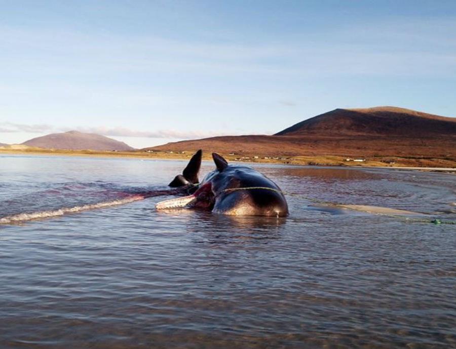 Ballena Muerta