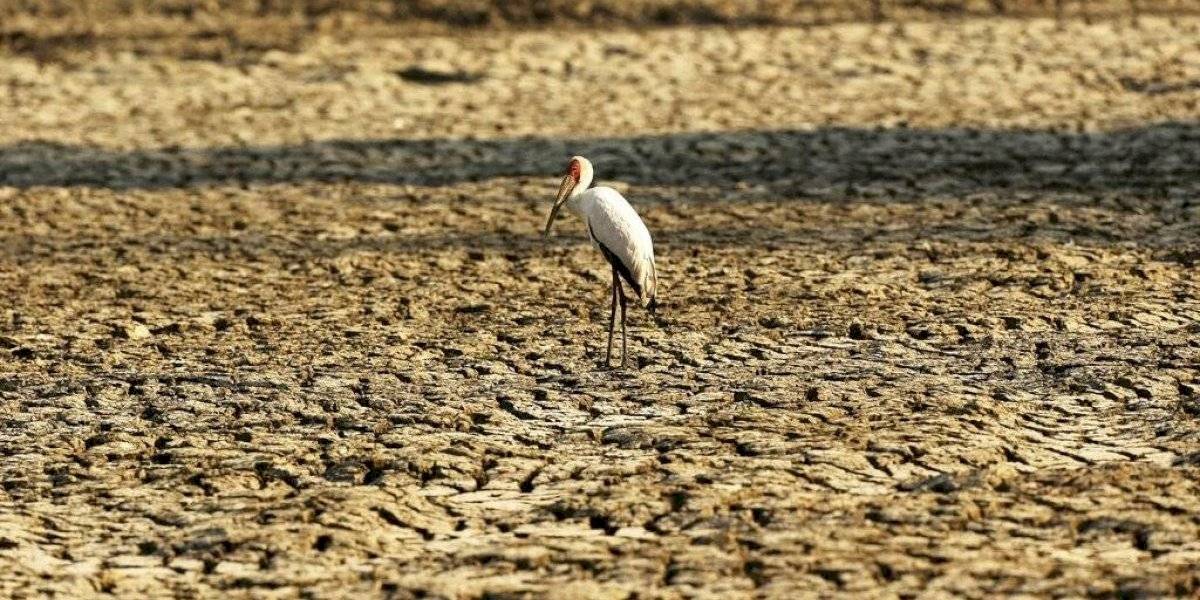 Pajaro Terreno Agrietado Sequia Parque Nacional Piscinas Mana Zimbabue