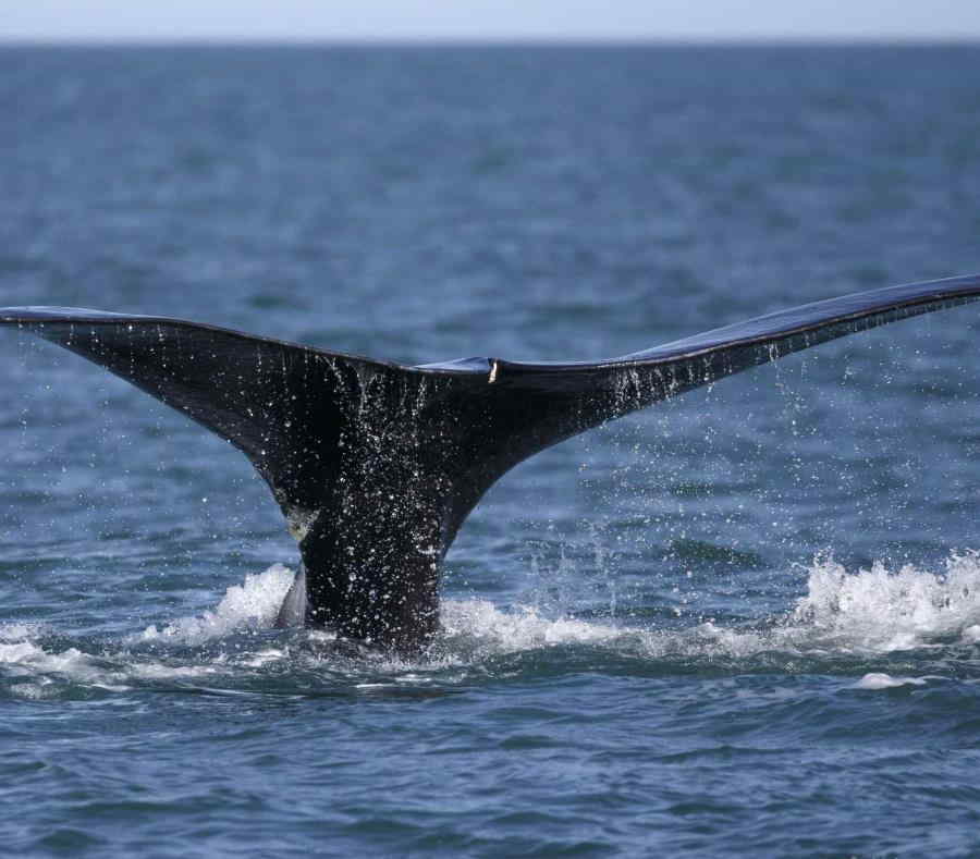 Ballena