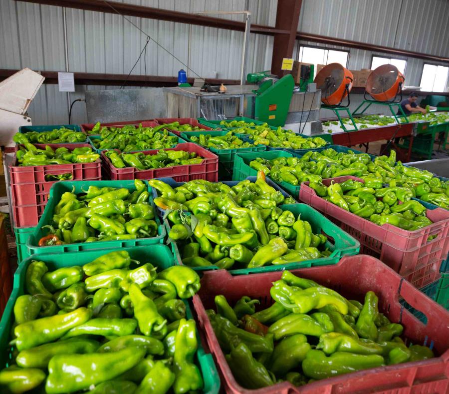 Cosecha De Pimientos