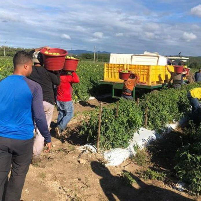 Cosechas Trabajadores Agricolas