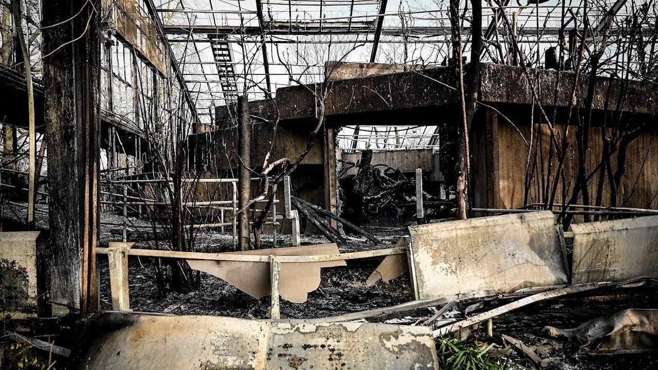 Incendio En Zoologico Aleman