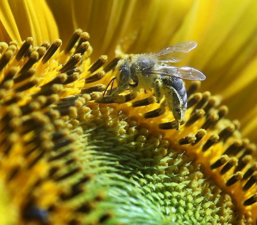 Polen Abeja