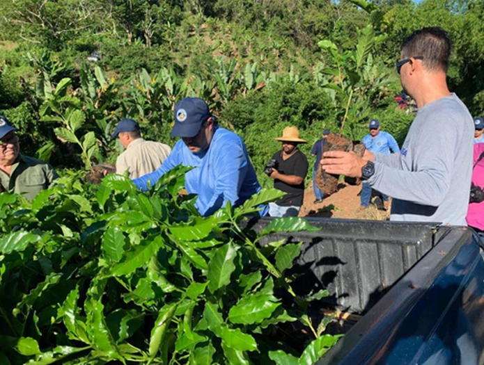 Recogida De Tomates En Santa Isabel