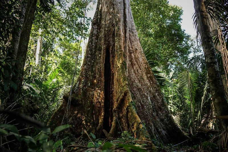 Shihuahuaco Arbol Peruano