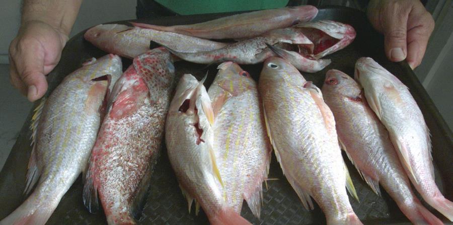 Pescado Puertorriqueno