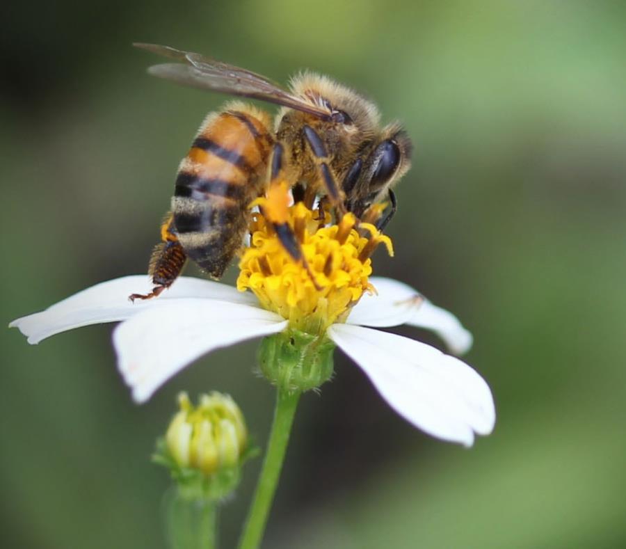 Abeja Flor