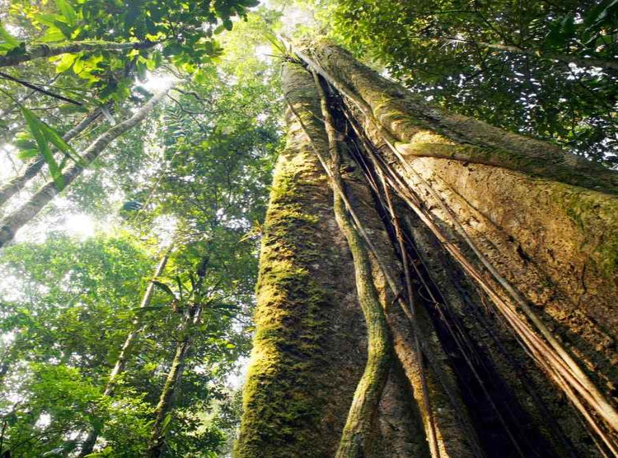 Arboles De La Amazonia