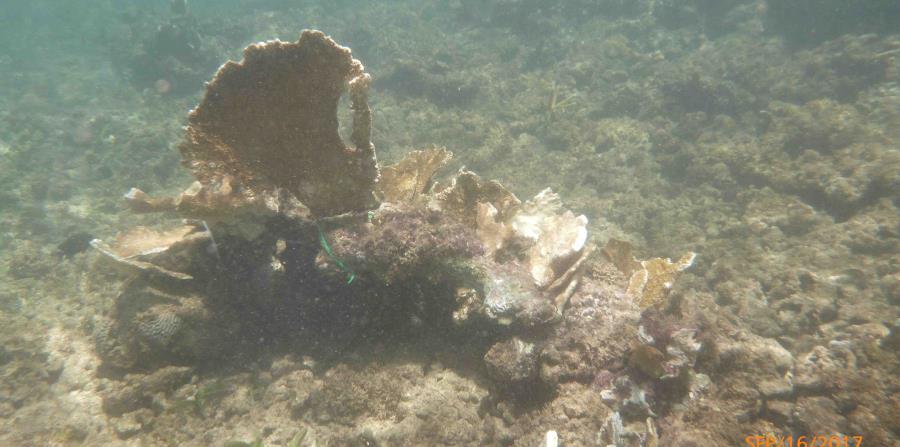 Arrecifes De Coral Como Estructuras Esenciales