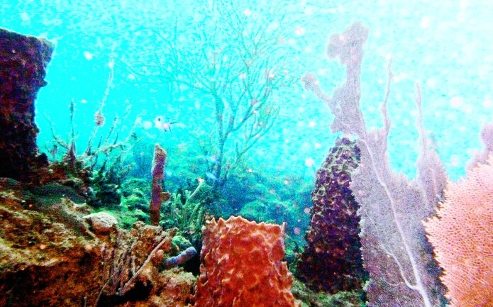 Arrecifes De Coral