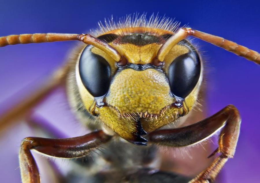 Insecto Abeja