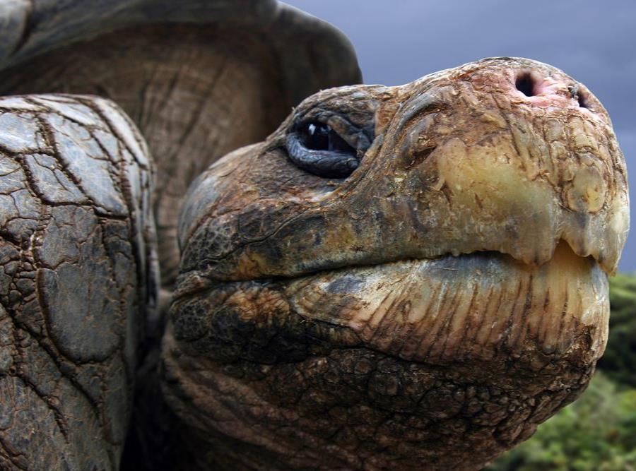Tortuga Gigante