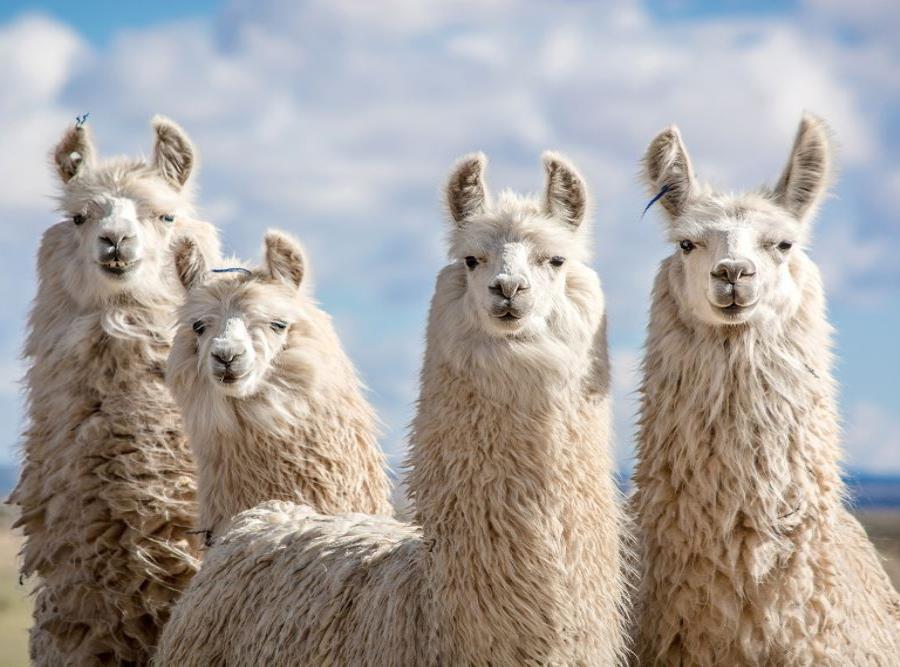 Llama