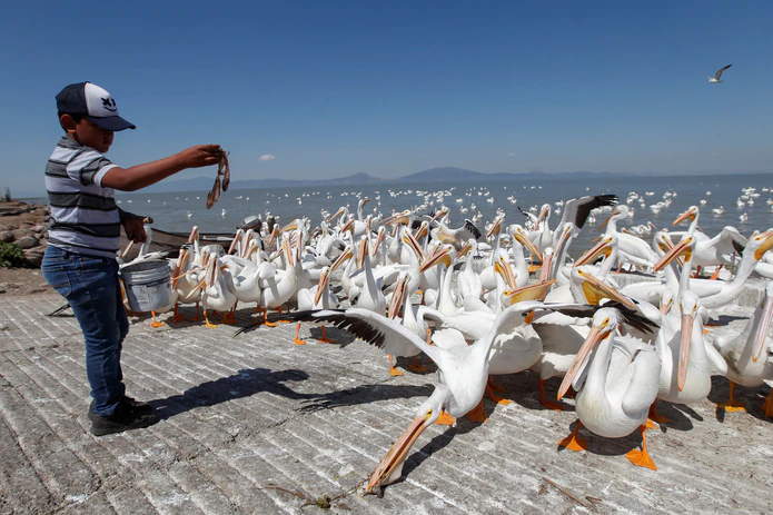 Pelicanos En Pueblo Mexicano