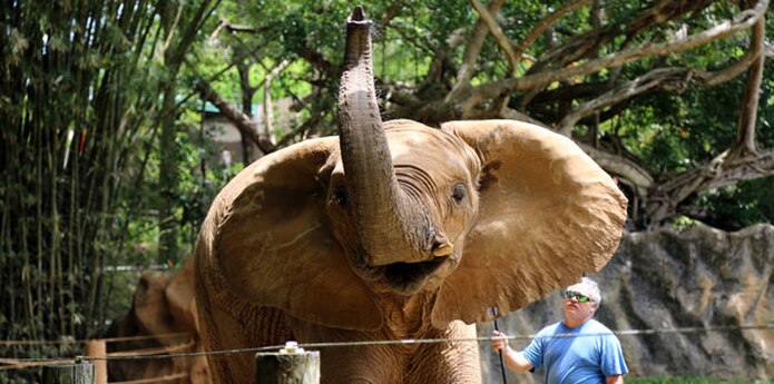 Zoologico Elefante