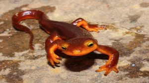 California Newt Taricha Torosa