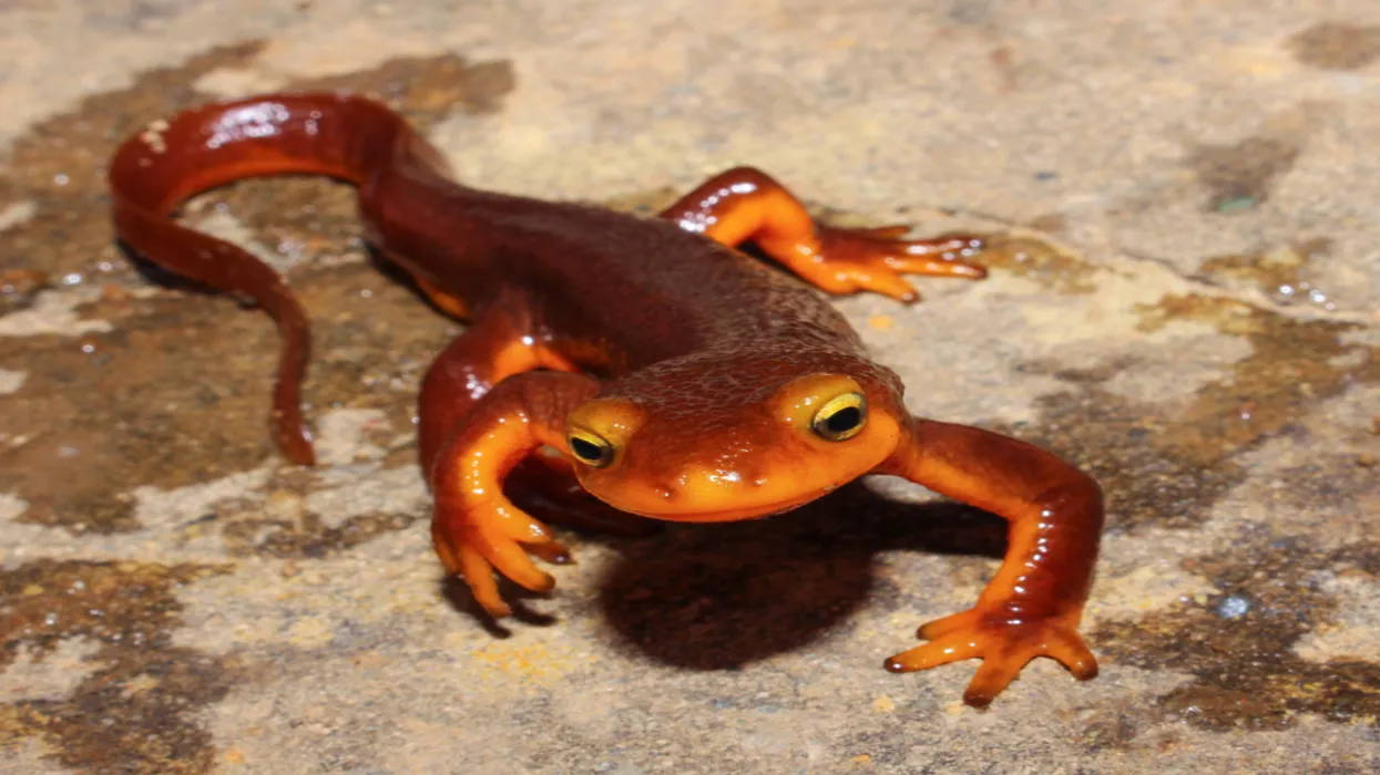California Newt Taricha Torosa