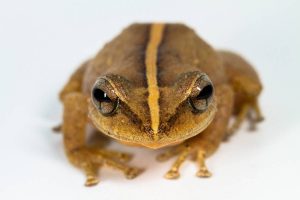 Common Coqui