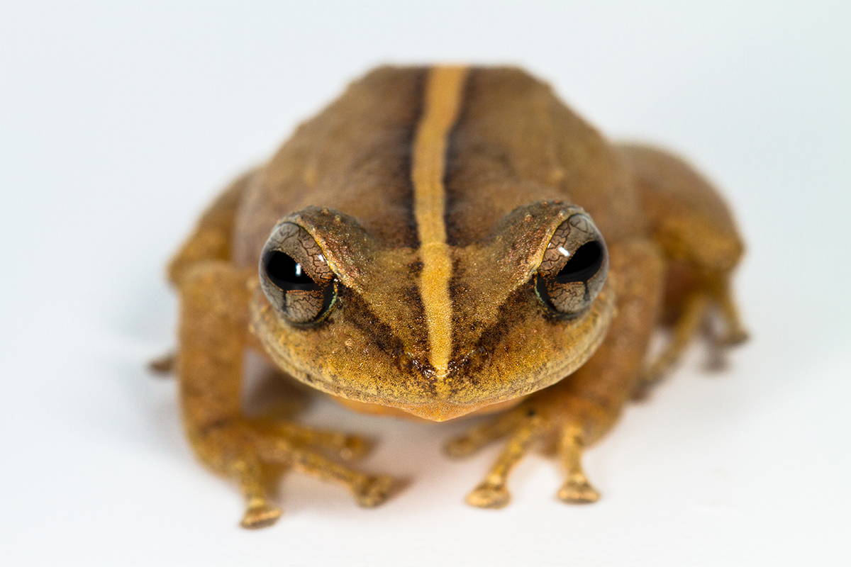 Common Coqui