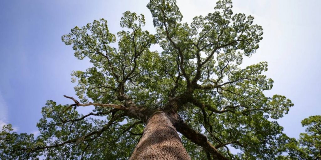 Arboles Gigantes