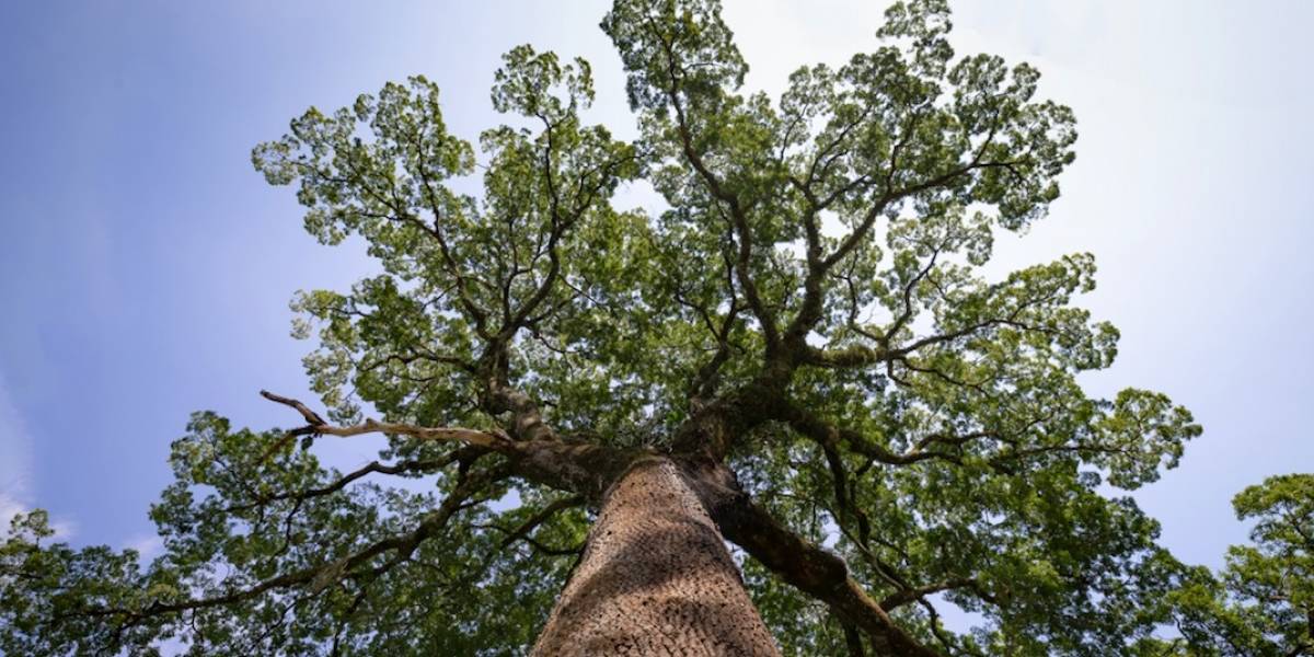 Arboles Gigantes