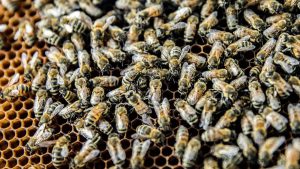 Honey Bees