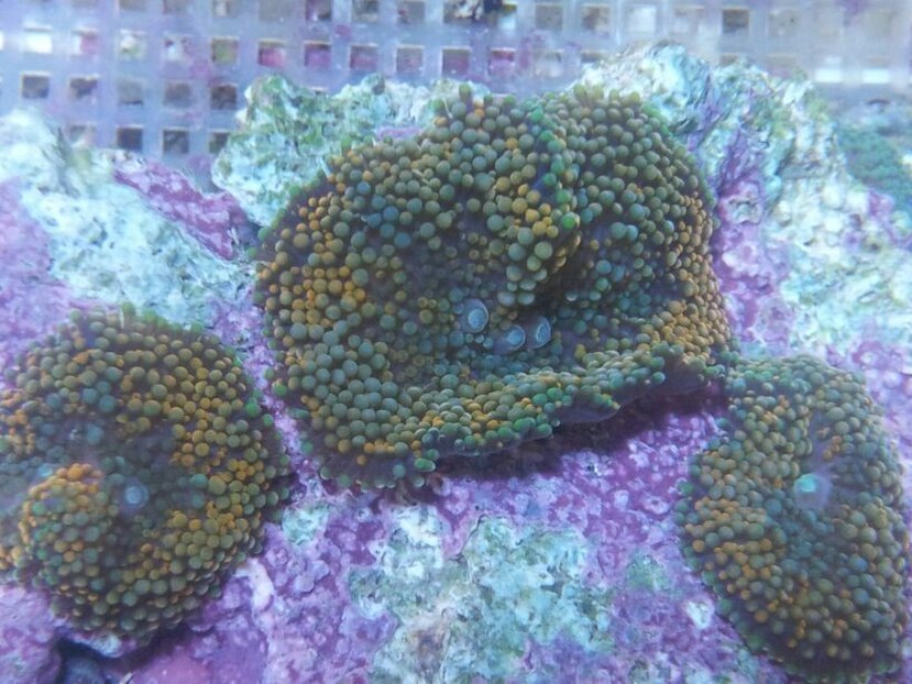 Los genus Ricordea son particularmente atractivos para los dueños de acuarios porque 'brillan' bajo luces ultravioletas que usualmente se usan en los acuarios de lujo. (Suministrada)