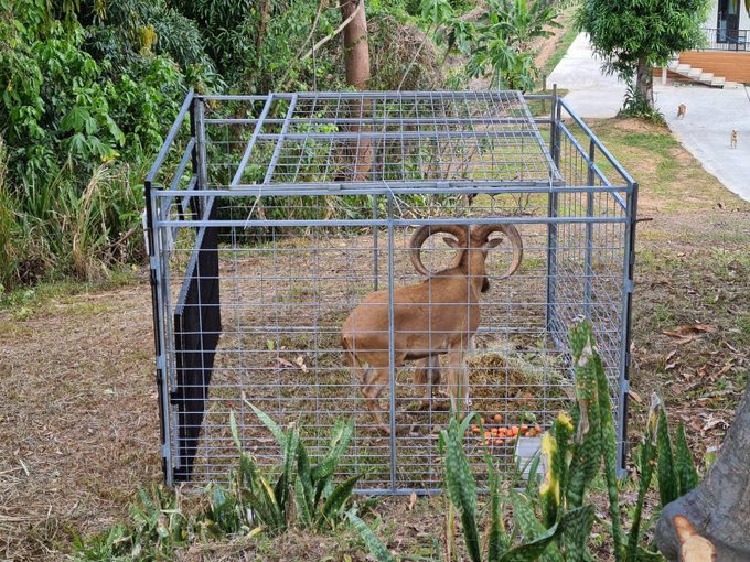 Capturan al arruí que se había escapado del Zoológico de Mayagüez