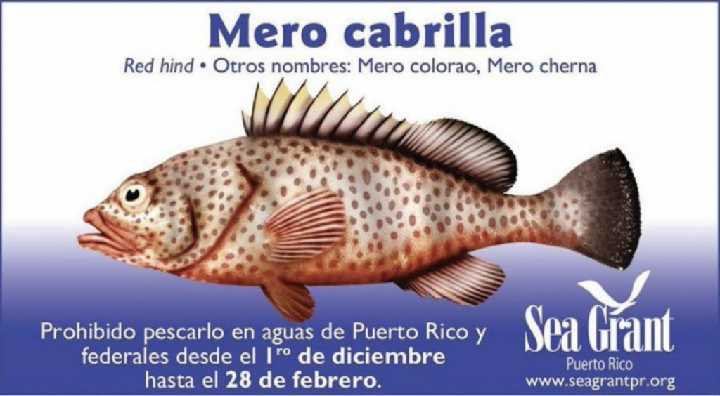 DRNA anuncia temporada de veda del mero cabrilla