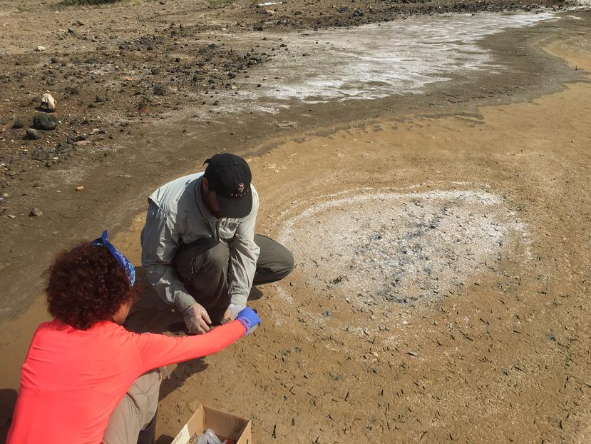 Identifican nueva familia de bacterias en la laguna Anones en Vieques